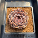 Echeveria 'Angels Eye' 3" Succulent Plant Cutting