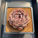 Echeveria 'Angels Eye' 3" Succulent Plant Cutting