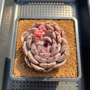 Echeveria 'Angels Eye' 3" Succulent Plant Cutting
