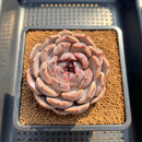 Echeveria 'Angels Eye' 3" Succulent Plant Cutting