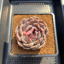 Echeveria 'Angels Eye' 3" Succulent Plant Cutting