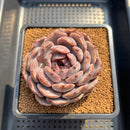 Echeveria 'Angels Eye' 3" Succulent Plant Cutting