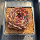 Echeveria 'Black Plum' 3"-4" Succulent Plant Cutting