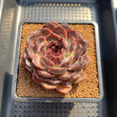 Echeveria 'Black Plum' 3"-4" Succulent Plant Cutting