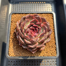 Echeveria 'Black Plum' 3"-4" Succulent Plant Cutting