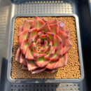 Echeveria Agavoides 'Bao Zheng' 4" Succulent Plant Cutting