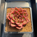 Echeveria Agavoides 'Bao Zheng' 4" Succulent Plant Cutting