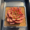 Echeveria Agavoides 'Bao Zheng' 4" Succulent Plant Cutting