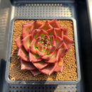 Echeveria Agavoides 'Bao Zheng' 4" Succulent Plant Cutting
