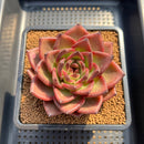 Echeveria Agavoides 'Bao Zheng' 4" Succulent Plant Cutting
