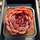 Echeveria 'First Honey' 5" Large Succulent Plant Cutting