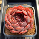 Echeveria 'First Honey' 5" Large Succulent Plant Cutting