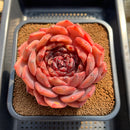 Echeveria 'First Honey' 5" Large Succulent Plant Cutting