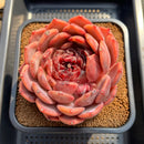 Echeveria 'First Honey' 5" Large Succulent Plant Cutting