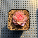 Echeveria 'Daiquiri' 1" Jelly Type Hybrid Succulent Plant Cutting