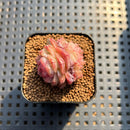Echeveria 'Daiquiri' 1" Jelly Type Hybrid Succulent Plant Cutting
