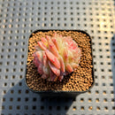 Echeveria 'Daiquiri' 1" Jelly Type Hybrid Succulent Plant Cutting