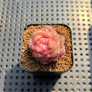 Echeveria 'Daiquiri' 1" Jelly Type Hybrid Succulent Plant Cutting
