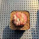 Echeveria 'Daiquiri' 1" Jelly Type Hybrid Succulent Plant Cutting