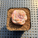 Echeveria 'Snowy Face' 1" Succulent Plant Cutting