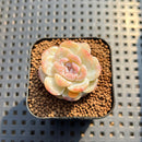 Echeveria 'Snowy Face' 1" Succulent Plant Cutting