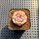 Echeveria 'Snowy Face' 1" Succulent Plant Cutting