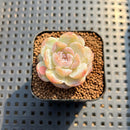 Echeveria 'Snowy Face' 1" Succulent Plant Cutting