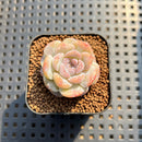 Echeveria 'Snowy Face' 1" Succulent Plant Cutting