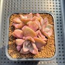 Echeveria 'Mrs. Richards' Variegated 2"-3" Cluster Succulent Plant Cutting