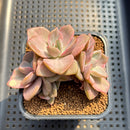Echeveria 'Mrs. Richards' Variegated 2"-3" Cluster Succulent Plant Cutting