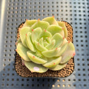 Echeveria 'Lake Baikal' Lightly Variegated 2" Succulent Plant Cutting