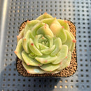 Echeveria 'Lake Baikal' Lightly Variegated 2" Succulent Plant Cutting