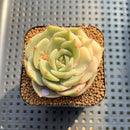 Echeveria 'Lake Baikal' Lightly Variegated 2" Succulent Plant Cutting
