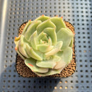Echeveria 'Lake Baikal' Lightly Variegated 2" Succulent Plant Cutting