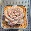 Graptoveria 'Highstone' Carunculated 2" Succulent Plant Cutting