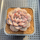 Graptoveria 'Highstone' Carunculated 2" Succulent Plant Cutting
