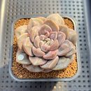 Graptoveria 'Highstone' Carunculated 2" Succulent Plant Cutting