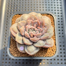 Graptoveria 'Highstone' Carunculated 2" Succulent Plant Cutting