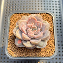 Graptoveria 'Highstone' Carunculated 2" Succulent Plant Cutting
