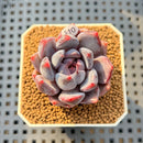 Echeveria 'Purple Demon' 1" Succulent Plant Cutting