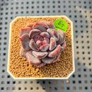 Echeveria 'Purple Demon' 1" Succulent Plant Cutting