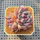 Echeveria 'Purple Demon' 1" Succulent Plant Cutting