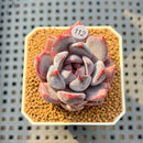 Echeveria 'Purple Demon' 1" Succulent Plant Cutting