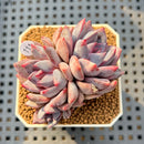 Echeveria 'Purple Demon' 1" Succulent Plant Cutting