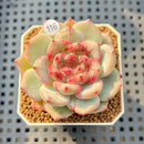 Echeveria 'Coralia' 2" Succulent Plant Cutting