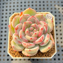 Echeveria 'Coralia' 2" Succulent Plant Cutting