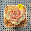 Echeveria 'Coralia' 2" Succulent Plant Cutting