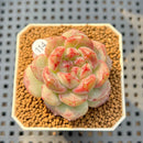 Echeveria 'Coralia' 2" Succulent Plant Cutting