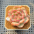 Echeveria 'Coralia' 2" Succulent Plant Cutting