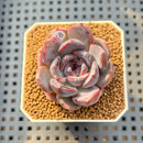 Echeveria 'Black Orchid' 1"-2" Succulent Plant Cutting